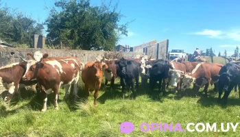 Abasto Varela - Departamento De Canelones