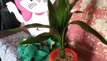 Adri Plantas - Tranqueras