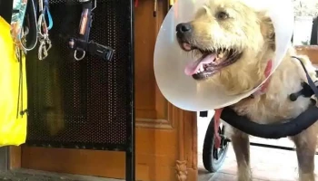 Agro Veterinaria Romero - 14100 La Paz