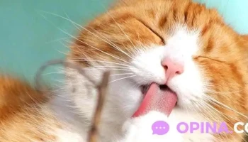 Agromascotas - 94000 Florida