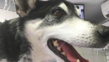 AgroVeterinaria Rincon de La Bolsa - 80500 Ciudad Del Plata AgroVeterinaria Rincon de La Bolsa - 80500 Ciudad Del Plata