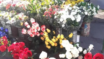 Agusflores - Av. Mariscal Francisco Solano López 1891