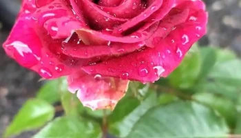 Alma Verde - Uruguay