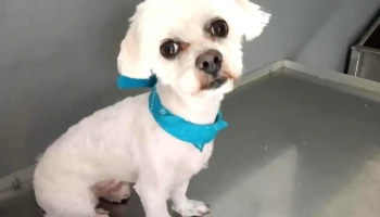 Amalia -Veterinaria y Hotel de gatos- - Dr. Joaquín Requena Esq