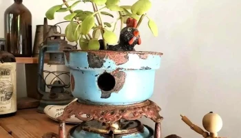 Avefenix.uy - Departamento De Canelones