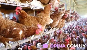 Avícola Martínez Moreno - 91800 Tala