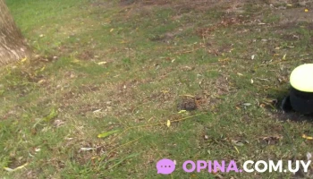 Barber michael - 12800 Montevideo