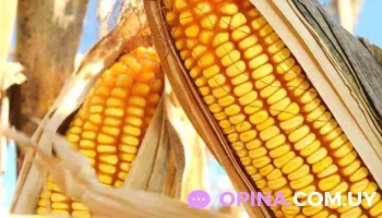 Barraca El chalé - Melo Barraca El chalé - Melo