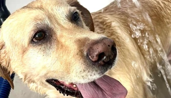 Bel Amour Estética Canina - C. 12 002