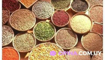 Beninca y Cia - 55100 Bella Unión