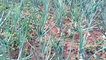 Blanquillo - Blanquillo