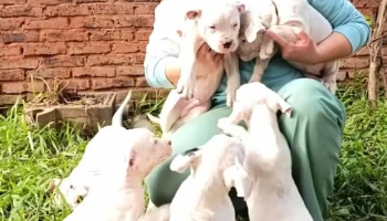 Bruna Baptista Veterinaria - 55000 Artigas