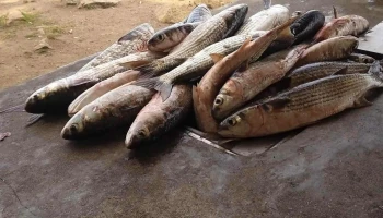 Camping municipal Puerto Los Botes - Puerto De Los Botes Camping municipal Puerto Los Botes - Puerto De Los Botes