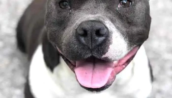 CentroVet - 90000 Canelones