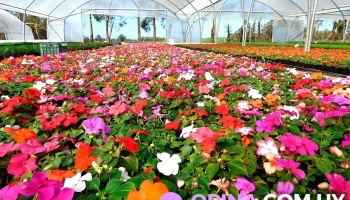 Chacra Alvarez - Paraje Los Ceibos