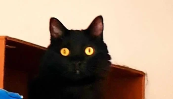 Clínica Veterinaria Artigas - 11200 Montevideo