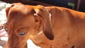 Clinica Veterinaria Artigas Tres Cruces - Montevideo