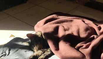 Clínica Veterinaria Carrasco - Montevideo