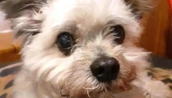 Clinica Veterinaria Cleo - 11600 Montevideo