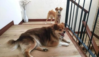 Clinica Veterinaria Don Chicho - 37000 Clinica Veterinaria Don Chicho - 37000