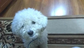 Clinica Veterinaria Don Patas - 11800 Montevideo