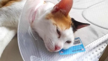 Clínica Veterinaria Entre Perros y Gatos - 11100 Montevideo