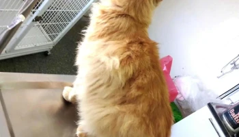 Clinica Veterinaria Los Olivos - 12000 Montevideo