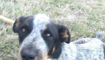 Clínica Veterinaria Paysandú - Paysandú