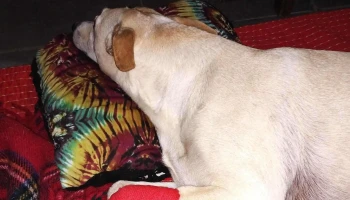 Clinica Veterinaria Piriapolis - Piriápolis Clinica Veterinaria Piriapolis - Piriápolis