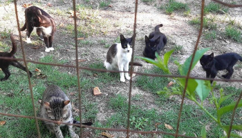 Clínica Veterinaria Pocas Pulgas - 11200 Montevideo