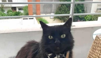 Clínica Veterinaria Pocitos - Montevideo