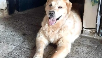 Clinica Veterinaria Pronto Perro - 15000 Ciudad De La Costa