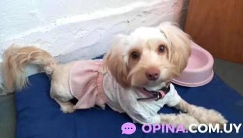 Clínica Veterinaria San Martín - 20000 Maldonado