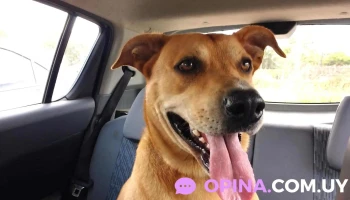 Clínica Veterinaria Zoolymar - 15000 Ciudad De La Costa