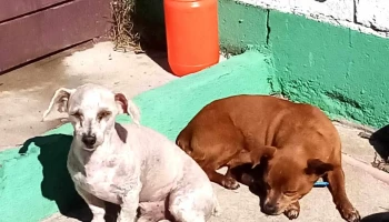 Cli­nica Veterinaria López Quintana - 20000 Maldonado