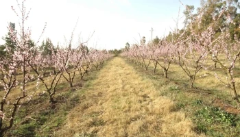 Colina Norte - Camino Cerro Carancho