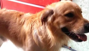 Como Perros Y Gatos - 60000 Paysandú