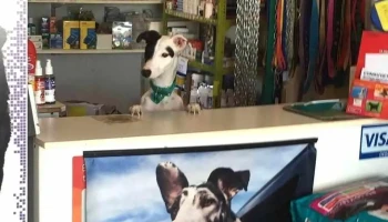 Consultorio Veterinario del Oeste - 12600 Montevideo