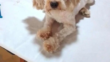 Coquetos - 80100 Libertad