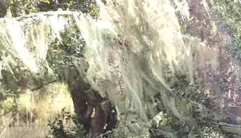 Covadonga - Progreso