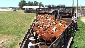 Cuarentena Cardal Ltda. - Unnamed Road