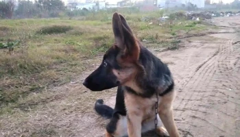 Cuidado 4patas - Gral. Aparicio Saravia Cuidado 4patas - Gral. Aparicio Saravia