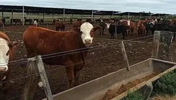 Daniel Mattos Negocios inmobiliarios - Melo Daniel Mattos Negocios inmobiliarios - Melo