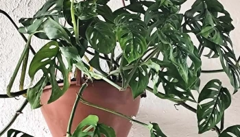 De Raiz Floricultura - Las Piedras