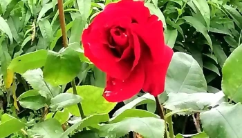 De Tallos Y Semillas / Vivero El Amanecer - 90000 Juanicó