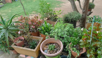 DeLoKo´s - Trinidad