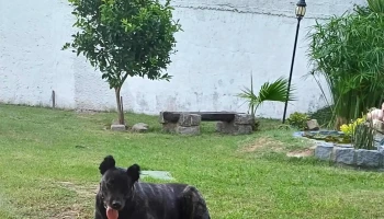 Diómedes Libros - Montevideo