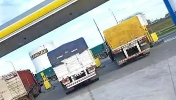 Disa - Durazno Disa - Durazno