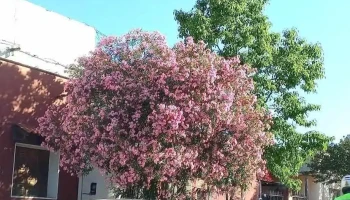 Distribuidora Campofrio - 55000 Artigas