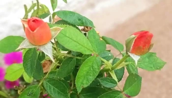 Distribuidora Cousillas - 37002 Isidoro Noblía